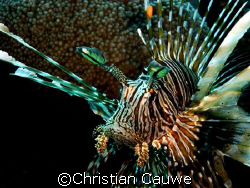 lion fish, dahab by Christian Cauwe 